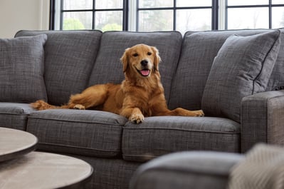 nice dog enjoying kennedy sofa from la-z-boy south texas